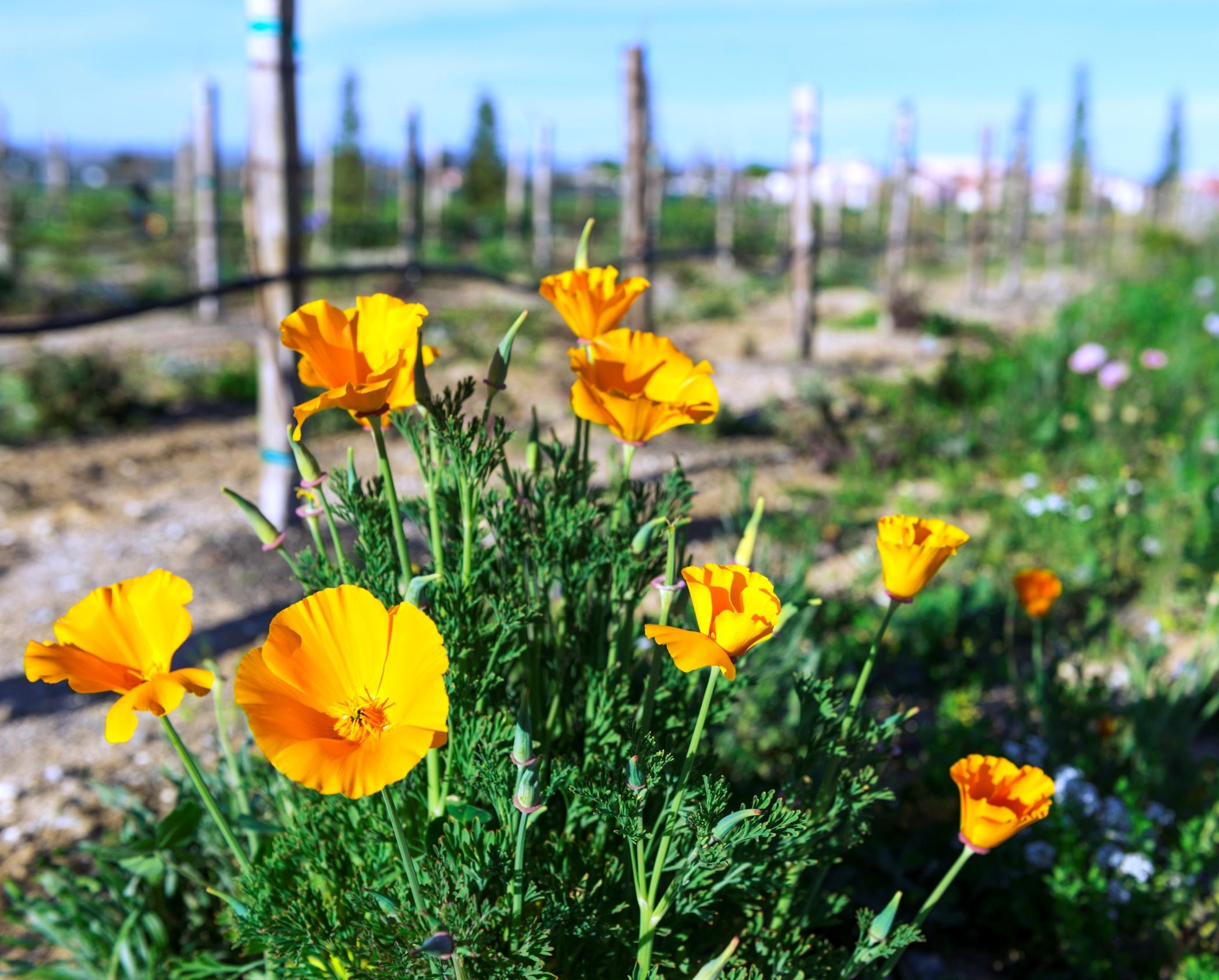 Allegretto Vineyard Resort Paso Robles Exterior foto